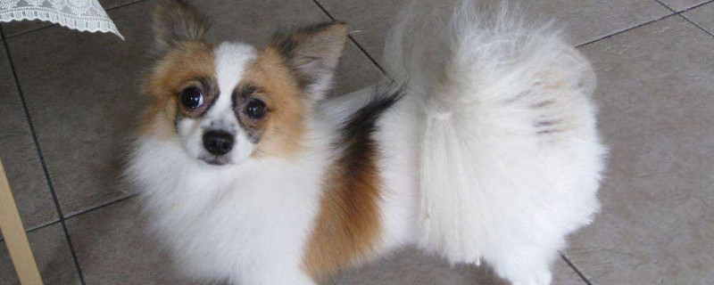蝴蝶犬和边牧相比,前者属于小型犬,头部毛斑左右对称,头部和嘴巴较短