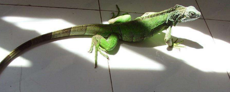 蜥蜴和变色龙的区别