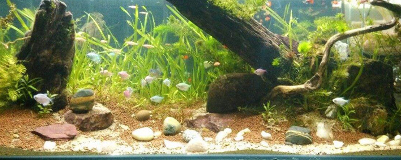 刚放入鱼缸的水草泥黑水是正常的,因为泥中的小颗粒悬浮起来了,这时