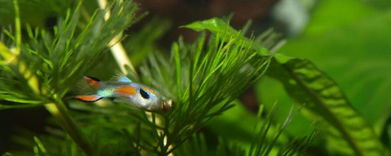 凤尾鱼的怀孕期