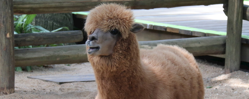 草泥马是羊驼吗 —【宠物圈】