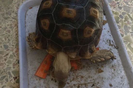 苏卡达不排酸怎么办