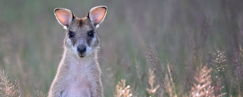 公袋鼠有袋子吗 —【宠物圈】