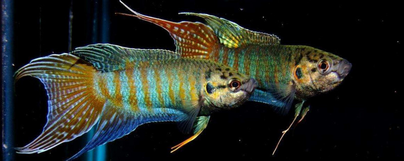 草缸适合养什么冷水鱼