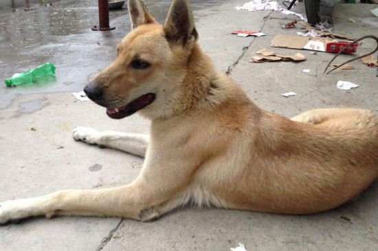 土狗怎么养能快速长