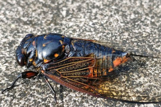 知了吃什么 —【宠物圈】