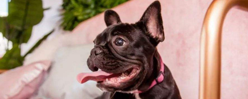 法国斗牛犬