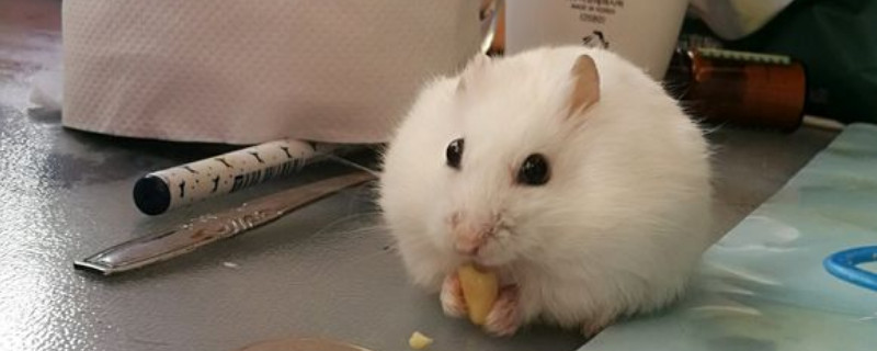 喂银狐仓鼠的时间