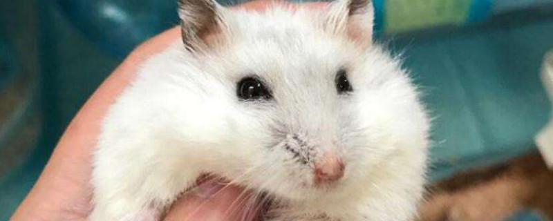仓鼠认可主人吗