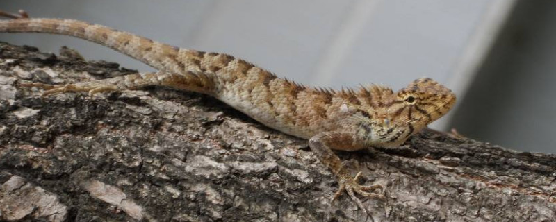 养蜥蜴的危害和好处