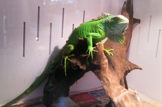 绿鬣蜥怎么养长得快 —【宠物圈】