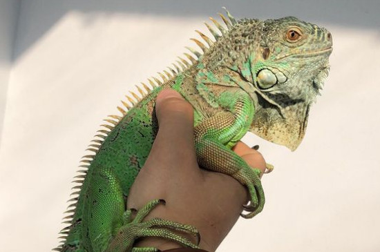 鬃怎么读(鬃怎么读什么意思) 鬃怎么读(鬃怎么读什么意思)