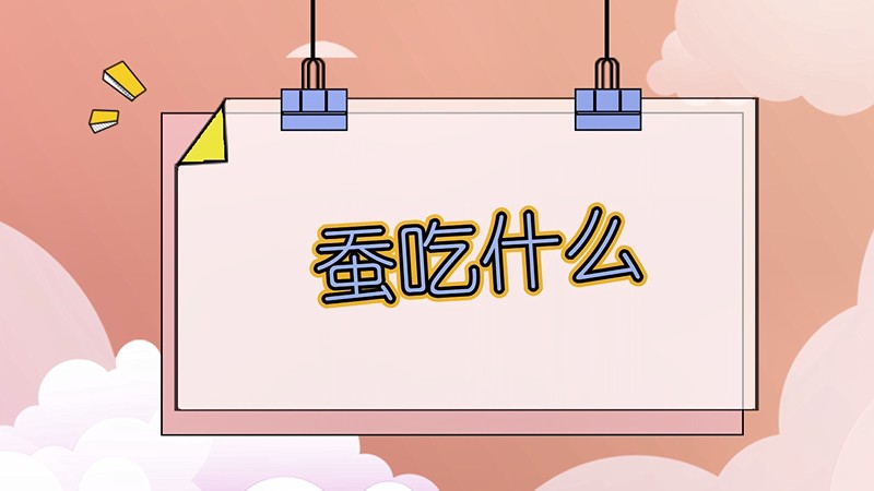 蚕吃什么