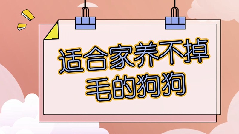 适合家养不掉毛的狗狗