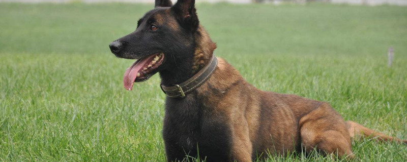 幽灵犬是不是马犬