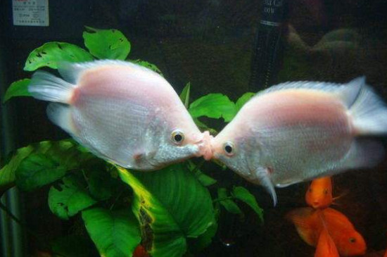 宠物鱼  此外,接吻鱼最好不要与鹦鹉鱼混养,鹦鹉鱼带有攻击性,喜欢用