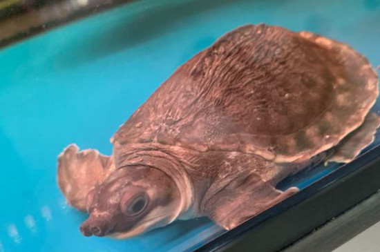 的猪鼻龟都是纯种的,没有杂交品种,因此物以稀为贵,价格自然水涨船高