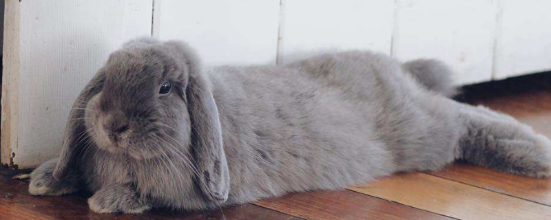 垂耳兔为什么不能养