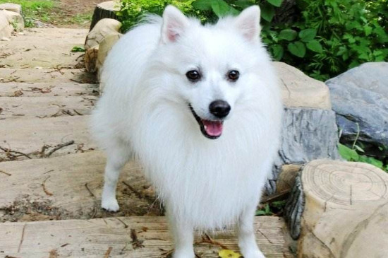 银狐犬为什么那么少