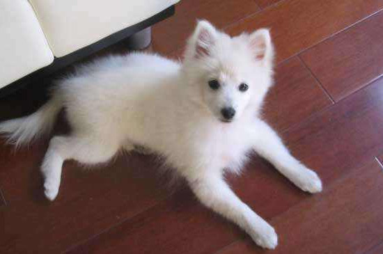 雪狐犬和银狐犬区别