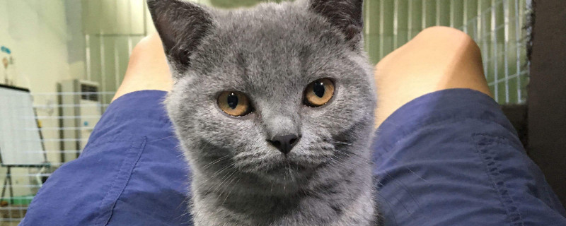 猫咪踩奶是因为什么