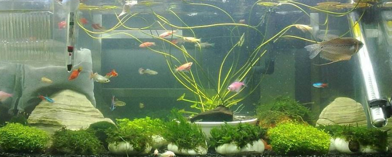 新鱼缸第一次怎样养水