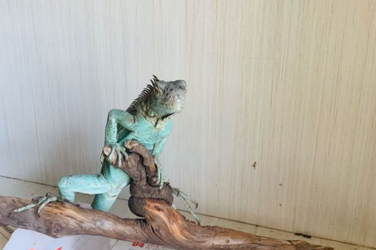 蓝鬣蜥比绿鬣蜥贵的原因