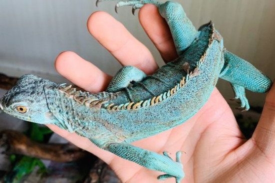 蓝鬣蜥比绿鬣蜥贵的原因