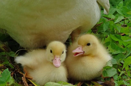 幼鸭和幼鹅的区别