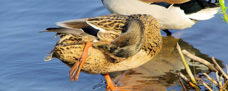 鸭子喜欢吃水里的植物,特别是藻类,鸭子在游泳时,还会捕捉小鱼虾吃.