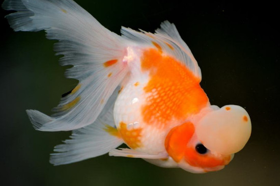 新买的小金鱼吃什么