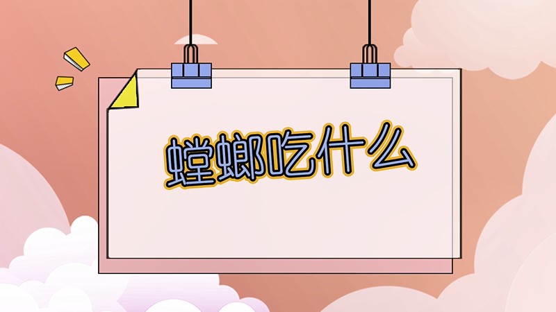螳螂吃什么