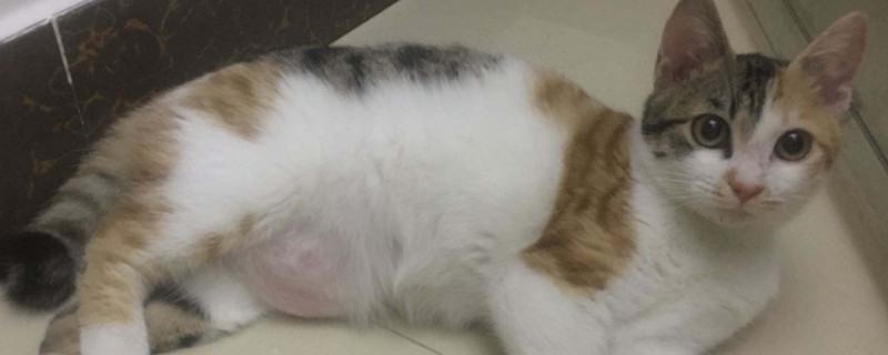 猫怀孕天数怎么算