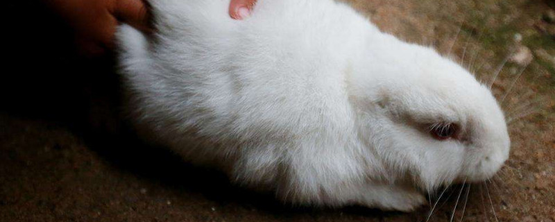 兔子害怕主人的表现