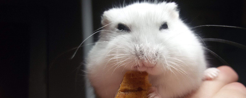 中暑或中毒造成的,平时建议不要背后抱仓鼠,避免受到惊吓,天气炎热的