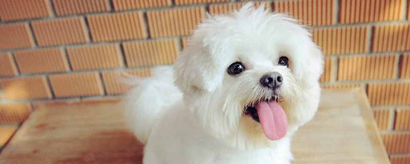 狗狗资讯  体味小并且不掉毛安静的狗狗有比熊犬,雪纳瑞,泰迪犬和