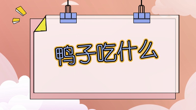 鸭子吃什么