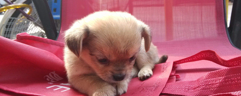 无体味不掉毛的小型犬