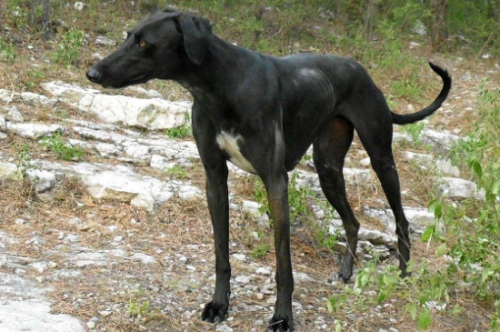 细犬有多少个品种