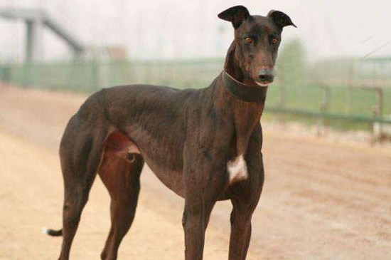 细狗认新主人要多久