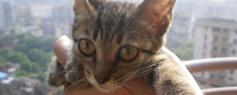 价格在1000以内的猫有哪些,最便宜的宠物猫品种推荐-轻博客