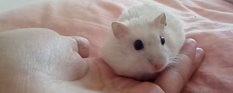 仓鼠认可主人的表现