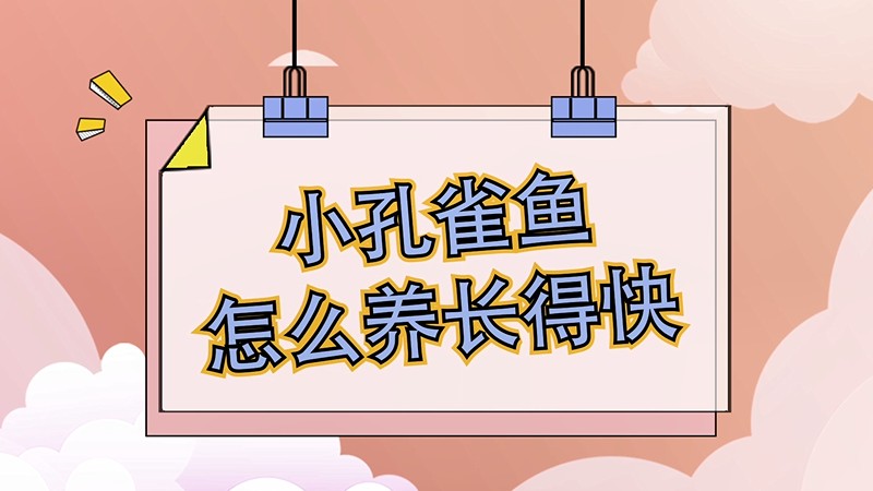 小孔雀鱼怎么养长得快