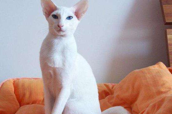 猫咪大全  新加坡猫是体型最小的家猫品种,它的平均体重是1～2.