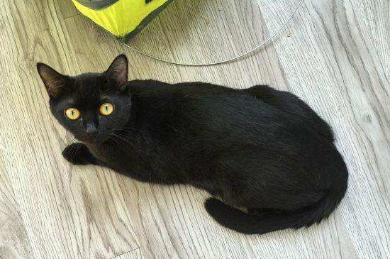 4,孟买猫