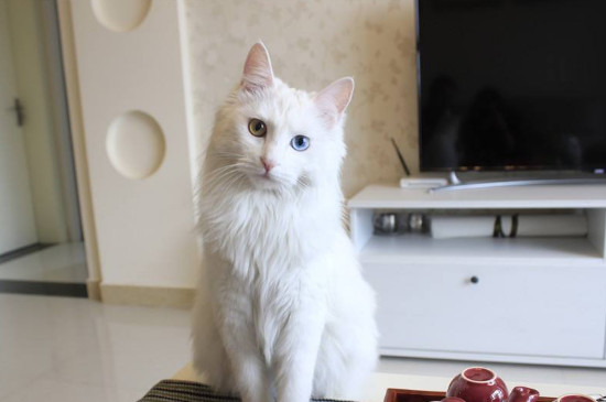 猫咪大全  美短猫外形与狸花猫比较相似,价格在1000元左右,但是从美短