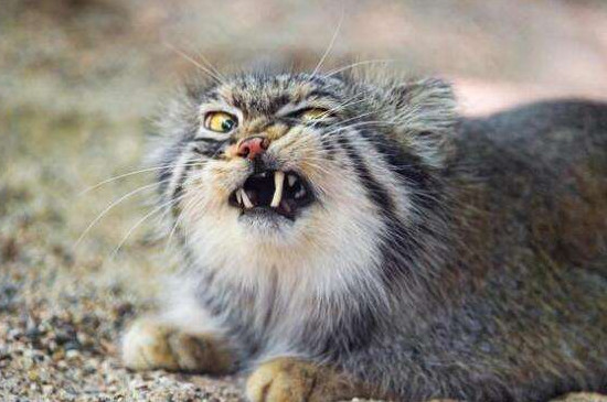 兔狲凶残到什么程度