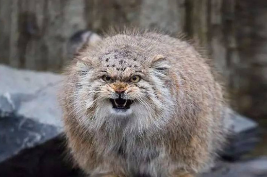 兔狲凶残到什么程度