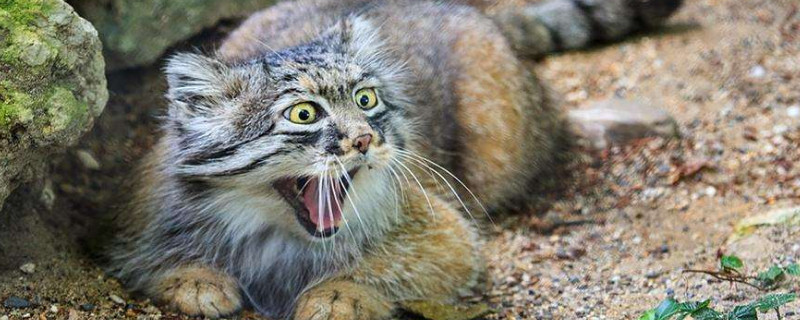 兔狲凶残到什么程度