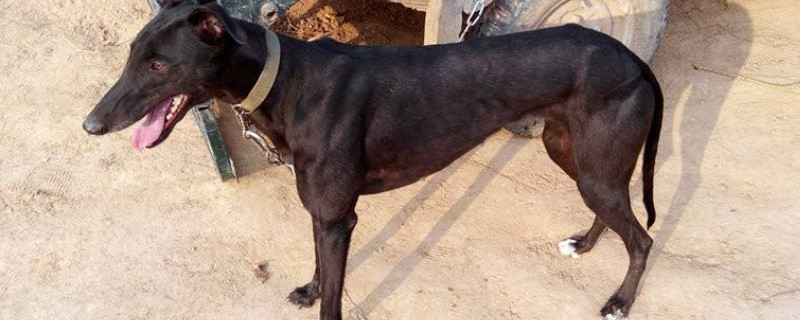 怎样挑选一只好的细狗